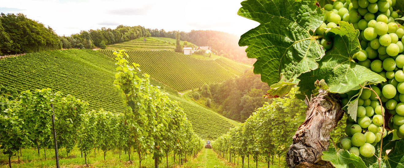95% Abdriftminderung im Weinbau und bis 99% im Obstbau