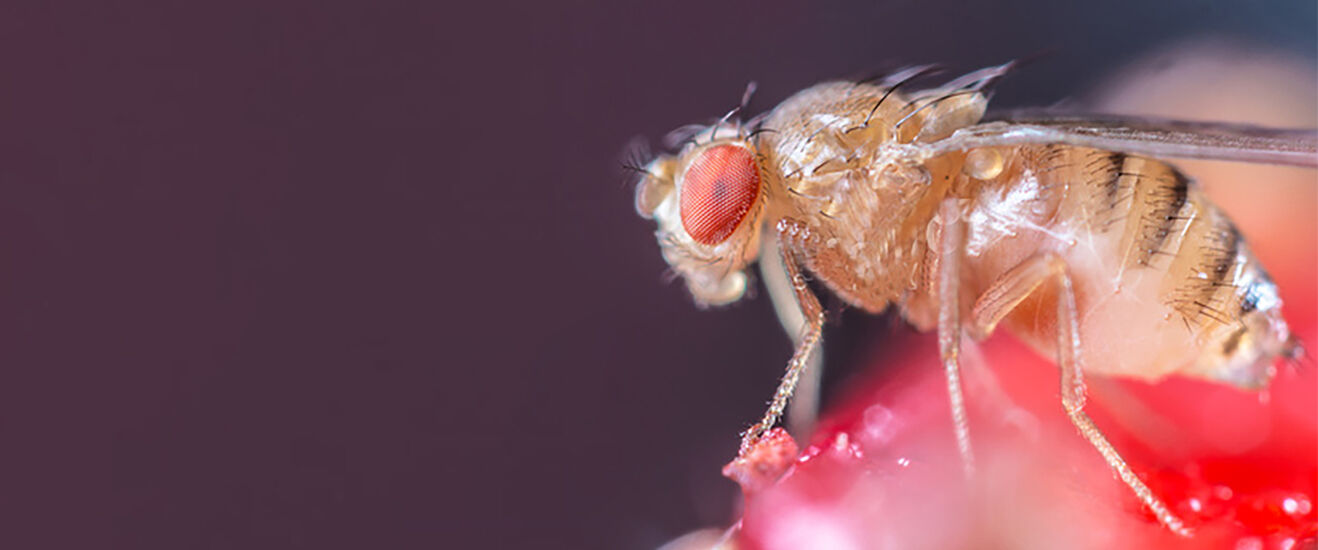 Cherry vinegar fly (Drosophila suzukii)