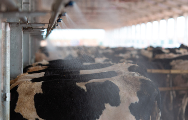 牛の浸漬–給餌中の冷却